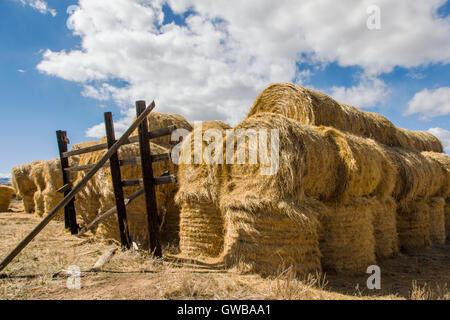 Rolled hay bales near Highway 50 between Gunnison & Montrose, Colorado, USA Stock Photo