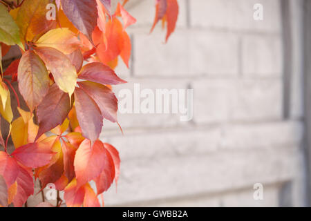 Wild grape leaves hanging on a wall in early autumn - focus on leaves Stock Photo