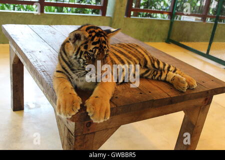 Portrait of a cute young Siberian tiger cub sitting alone Stock Photo