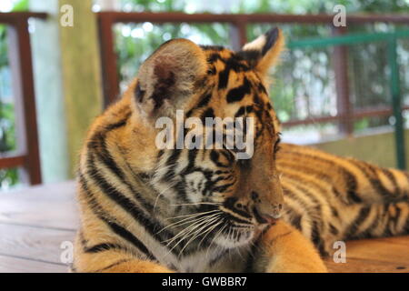 Portrait of a young Siberian tiger cub sitting alone Stock Photo