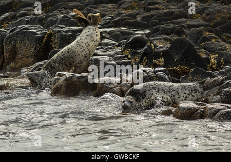 Pusa is a genus of earless seals. Stock Photo