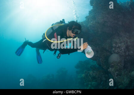 Scuba diver taking notes during reef fish visual census work in Abrolhos National Marine Park, Bahia, Brazil Stock Photo
