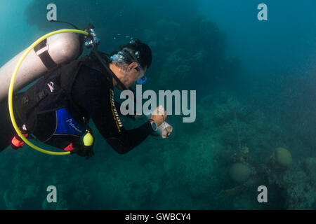 Scuba diver taking notes during reef fish visual census work in Abrolhos National Marine Park, Bahia, Brazil Stock Photo