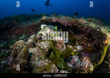 underwater photos at the 'Buraca' environment close to Abrolhos, Bahia, Brazil Stock Photo