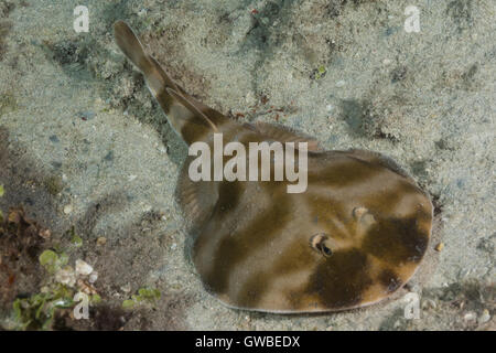 The Brazilian electric ray (Narcine brasiliensis) is a species of  the family Narcinidae.  Abrolhos, Bahia state, Brazil Stock Photo