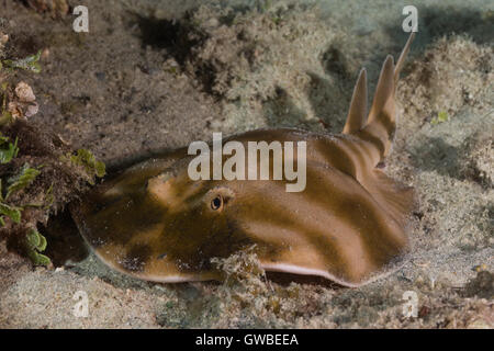 The Brazilian electric ray (Narcine brasiliensis) is a species of  the family Narcinidae.  Abrolhos, Bahia state, Brazil Stock Photo