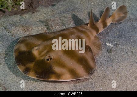 The Brazilian electric ray (Narcine brasiliensis) is a species of  the family Narcinidae.  Abrolhos, Bahia state, Brazil Stock Photo