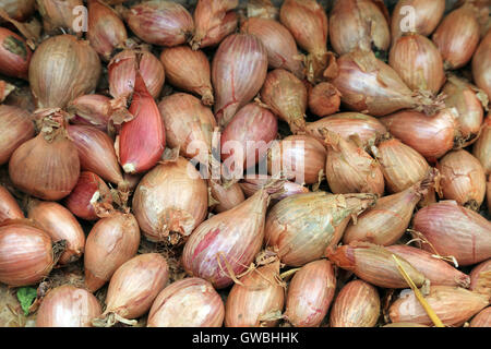 Shallots on stall in market at Place d'Eglise, Larmor-Baden, Morbihan, Brittany, France Stock Photo