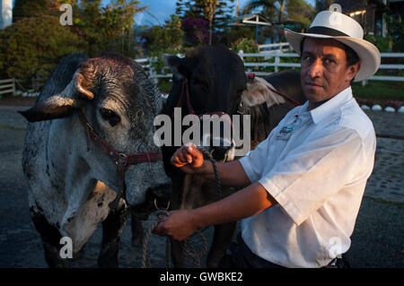 A farmer keeps the cattle sheltered at sunset near Manizales, Colombia. Manizales is the capital of Caldas. It is a city in central western Colombia, located in the Central Andes, near the Nevado del Ruiz. It is part of the call Region paisa and the so-called Golden Triangle Stock Photo