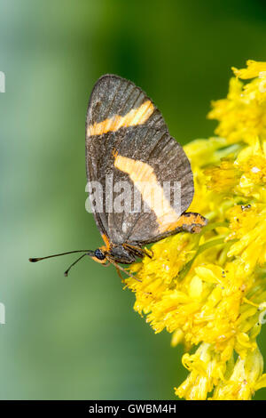 Elf  Microtia elva Ruby Road, Santa Cruz County, Arizona, United States 7 September       Adult Female       Nymphalinae Stock Photo