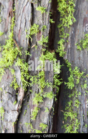 Moss on tree bark Stock Photo