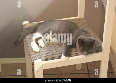 grey kitten relaxing on chair Stock Photo