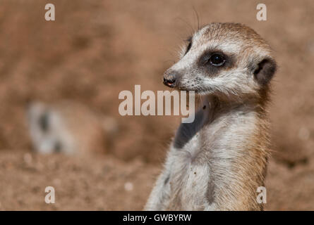 Close up portrait of a meerkat Stock Photo