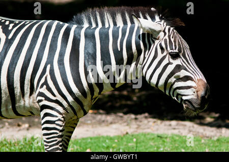 Close-Up portrait of Zebra Stock Photo