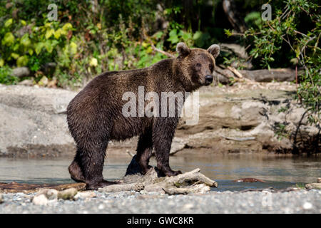 Brown bear catching fish in river near Kuril Lake of Southern Kamchatka Wildlife Refuge in Russia