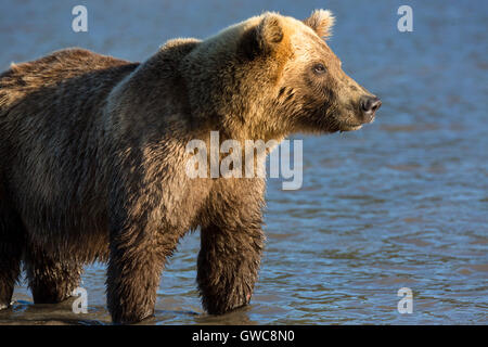Brown bear catching fish in Kurile Lake of Southern Kamchatka Wildlife Refuge in Russia