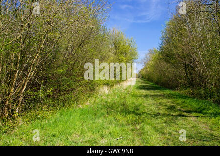 Foxley Wood, ancient woodland, Norfolk Wildlife Trust nature reserve, showing path through the reserve with coppiced woodland Stock Photo