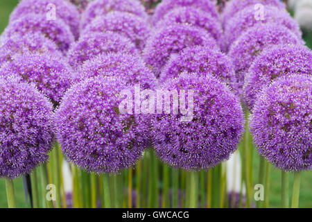 Allium Ambassador flowers in a display at a flower show Stock Photo