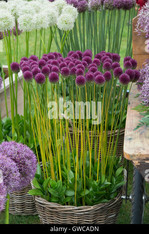 Allium sphaerocephalon. Round headed leek. Round-headed garlic flowers in a display at a flower show Stock Photo