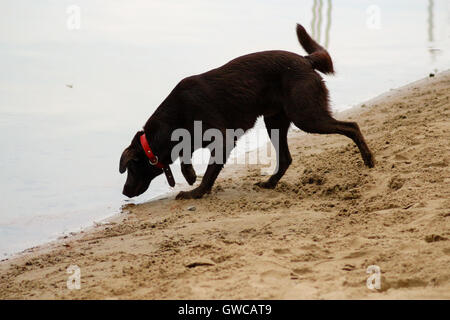 Dog drinking water from lake Stock Photo