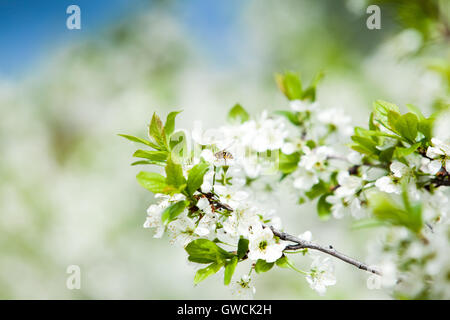 Spring background with blossom trees Stock Photo