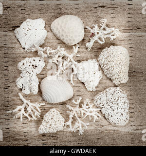 Sun bleached pieces of corals and shells found on a beach arranged on rustic wood background Stock Photo