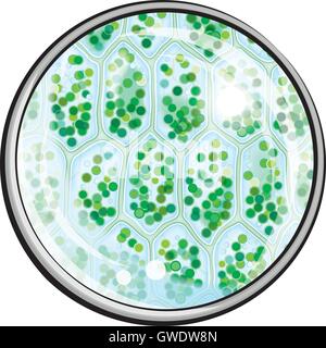 Chlorophyll. Plant Cells under the Microscope. Decorative vector illustration. Stock Vector