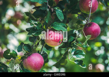 Fresh red harvest apples on tree branch in garden Stock Photo