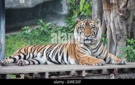 Tiger is a predator that is elegant in itself. The Tigers look big fear is the Ram. Whether a tiger or leopard. Stock Photo