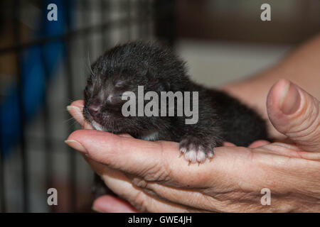 New born kitten, only 3 days old. Stock Photo