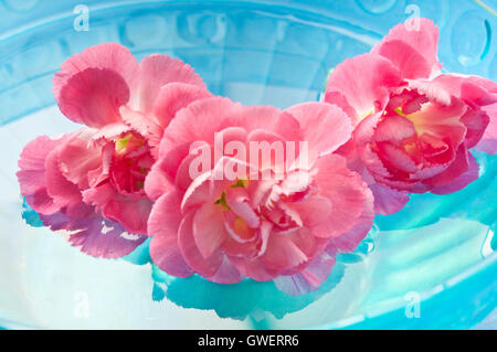 pink Carnation flowers in water, meditation and mindfulness Stock Photo