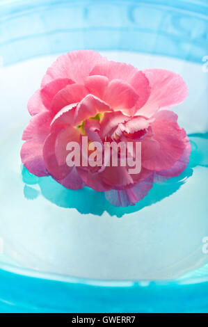 pink Carnation flower in water, meditation and mindfulness