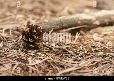 Fallen pine cone closeup on a pine forest floor covered by old dry needles and branches. Can be used as background or wallpaper Stock Photo