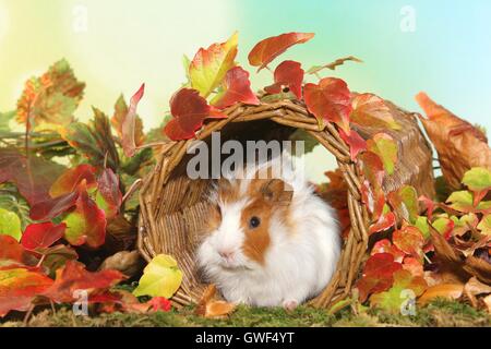 young angora guinea pig Stock Photo