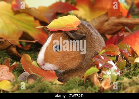 Smooth-haired Guinea Pig Stock Photo