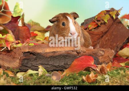 Smooth-haired Guinea Pig Stock Photo