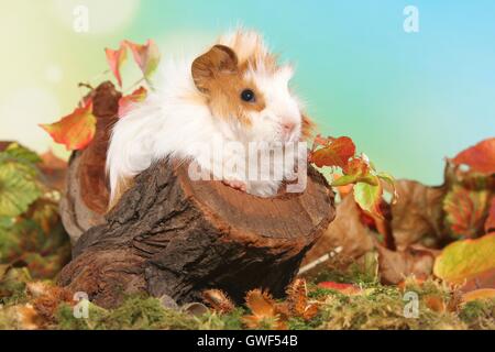 young angora guinea pig Stock Photo