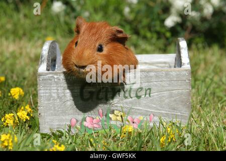 Sheltie guinea pig Stock Photo