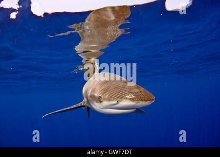 Oceanic whitetip populations have declined by more than 90% since the 1950's due to overfishing.  Their bold nature makes the sh Stock Photo