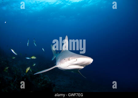 A Sandbar shark swims buzzes by one night offshore from the Big Island, Hawaii. Stock Photo