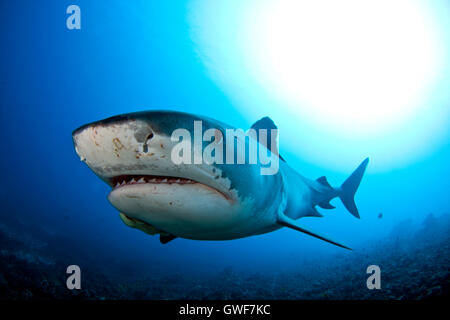 A tiger shark swims over the reef at Kona, Hawaii Stock Photo
