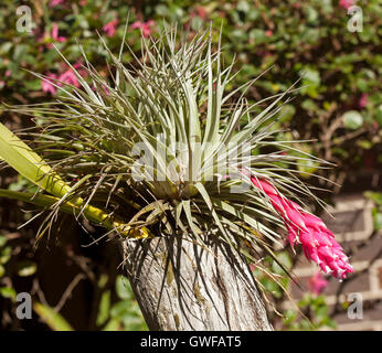 Pink bracts with tiny white flowers hanging from cluster of grey green leaves of Tillandsia houston, air plant , a bromeliad, growing in wooden stump Stock Photo
