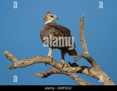 Immature Martial Eagle (Polemaetus bellicosus) on the lookout from a dead tree Stock Photo