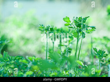 Botanic gardening nature image: greater celandine (tetterwort, sanguinaria canadensis, nipplewort, swallowwort) Stock Photo