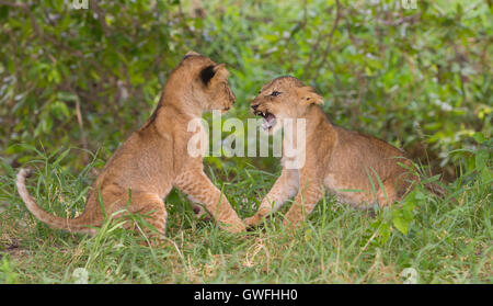 Two lion cubs (Panthera leo) play-fighting Stock Photo