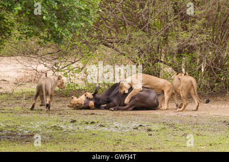 Lion (Panthera leo) killing an African Buffalo (Syncerus caffer) Stock Photo