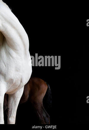 Neckline and chest of an Egyptian Arabian mare with the rear end of her bay foal showing huddled beside her. Stock Photo