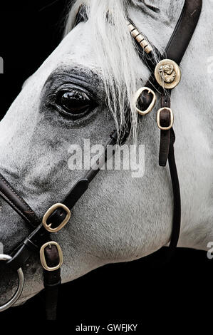 Close-up profile of a white Australian Pony stallion Stock Photo