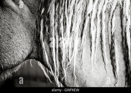 Close up profile of a Curly Horse (Equus ferus caballus) mane in black and white Stock Photo