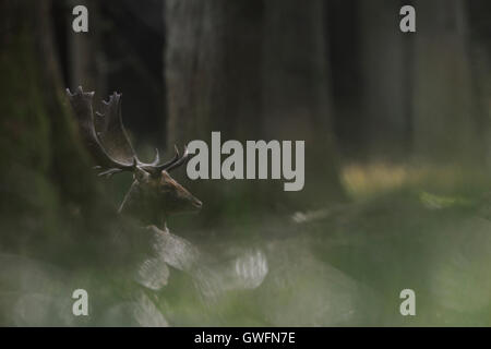 Fallow Deer / Damhirsch ( Dama dama ) resting under trees in the woods on a wonderful sunny morning in autumn. Stock Photo